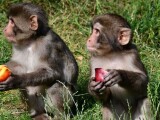 Chroničtí útěkáři, zloději i milovníci smetany do kávy. Tlupa makaků ze Zoo Olomouc se rozrostla o další členy, foto: Zoo Olomouc