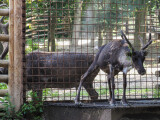 Zdroj: Zoo Olomouc