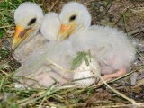 Foto: Zoo Olomouc