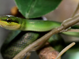 Zdroj: Zoo Olomouc