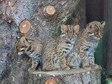 Mládě kočky krátkouché, foto: ZOO Olomouc