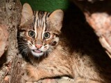 Mládě kočky krátkouché, foto: ZOO Olomouc