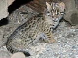 Mládě kočky krátkouché, foto: ZOO Olomouc