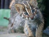 Mládě kočky krátkouché, foto: ZOO Olomouc