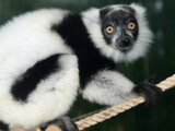 Foto: ZOO Olomouc