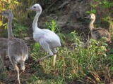 Mláďata nandu pampového | foto Zoo Olomouc