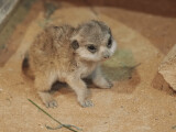 Foto: Zoo Olomouc
