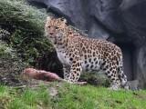 Zdroj: Zoo Olomouc