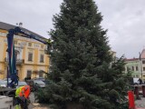 Strom v Litovli a rozsvícený strom v Olomouci na Horním náměstí, zdroj: město Litovel/Report.cz