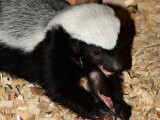 Pětiměsíční mládě medojeda kapského, foto. ZOO Olomouc