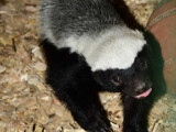 Pětiměsíční mládě medojeda kapského, foto. ZOO Olomouc