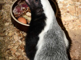 Pětiměsíční mládě medojeda kapského, foto. ZOO Olomouc