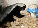 Pětiměsíční mládě medojeda kapského, foto. ZOO Olomouc