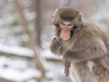 Zdroj: Zoo Olomouc