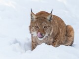 Zdroj: Zoo Olomouc