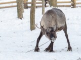 Zdroj: Zoo Olomouc