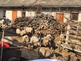 Ovce, které SVS odebrala chovateli v Křelově. Teď už jsou na farmě ve Chválkovicích, foto: SVS