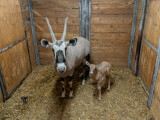 zdroj: Zoo Olomouc