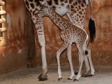 zdroj: Zoo Olomouc
