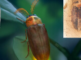 zdroj:  Li et al. (Proc R Soc B)