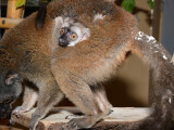 Zdroj: ZOO Olomouc
