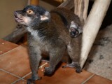 Zdroj: ZOO Olomouc