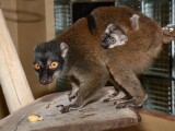 Zdroj: ZOO Olomouc