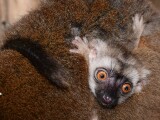 Zdroj: ZOO Olomouc