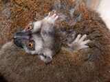 Zdroj: ZOO Olomouc