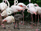 zdroj: Zoo Olomouc