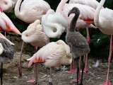 zdroj: Zoo Olomouc