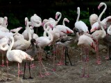 zdroj: Zoo Olomouc