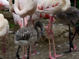 zdroj: Zoo Olomouc