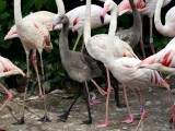 zdroj: Zoo Olomouc