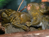 Zdroj: ZOO Olomouc