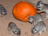 zdroj: Zoo Olomouc