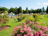 Rozárium Olomouc, zdroj: Výstaviště Flora Olomouc