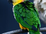 zdroj: Zoo Olomouc