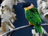 zdroj: Zoo Olomouc