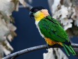 zdroj: Zoo Olomouc