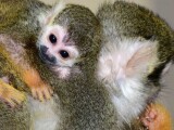 Zdroj: Zoo Olomouc