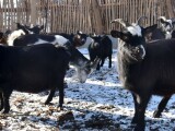 Zdroj: Zoo Olomouc 