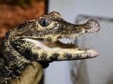 Zdroj: Zoo Olomouc