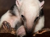 Zdroj: Zoo Olomouc 