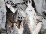 Zdroj: Zoo Olomouc