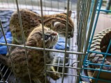 Zdroj: Lucie Čižmářová, environmetální fotografka a zooložka Zoo Olomouc