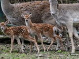 Zdroj: Zoo Olomouc
