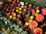 Foto: Výstaviště Flora Olomouc