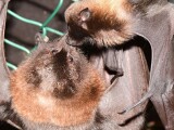 Zdroj: Zoo Olomouc