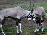 Oryxové v Zoo Olomouc. Zdroj: Zoo Olomouc